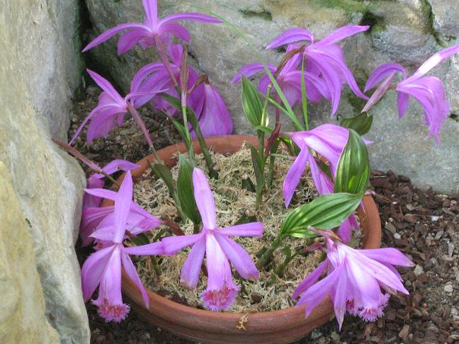 Pleione Orinoco