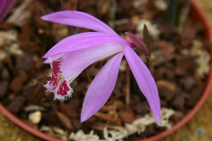 Pleione Orinoco 'Gemini'