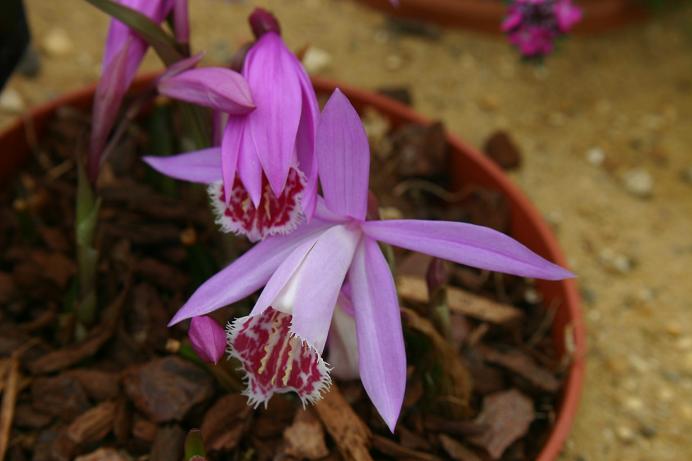 Pleione Orinoco 'Gemini'