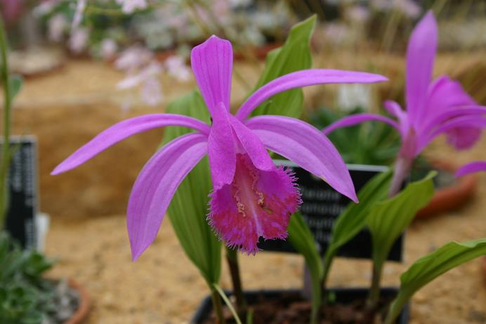 Pleione pleionoides