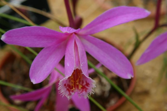 Pleione Rakata