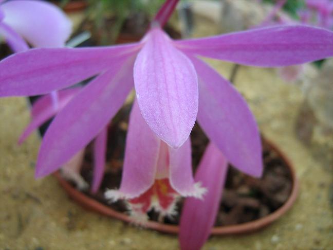 Pleione Rakata