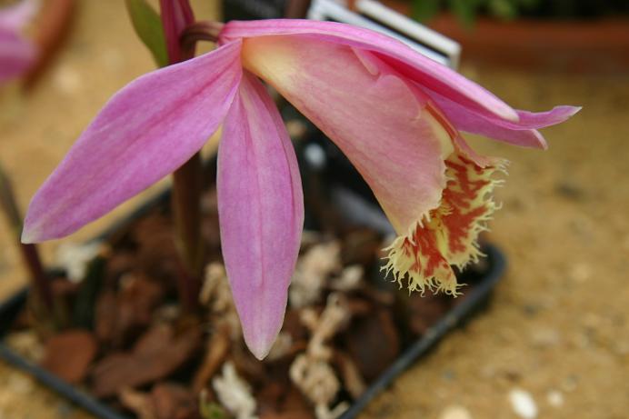 Pleione Rakata 'Shot Silk'