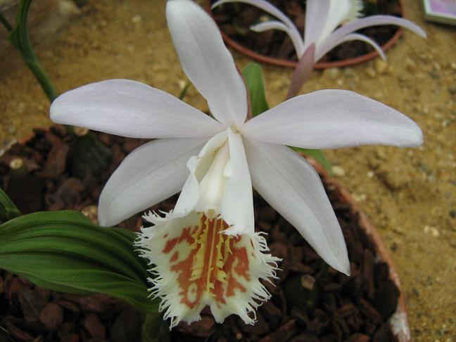 Pleione Shantung