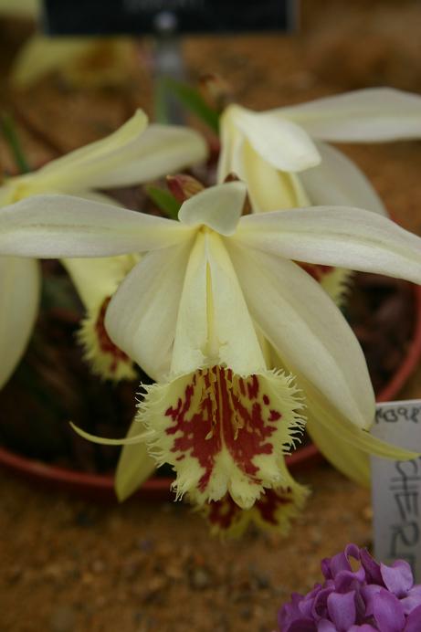 Pleione Shantung 'Ducat'