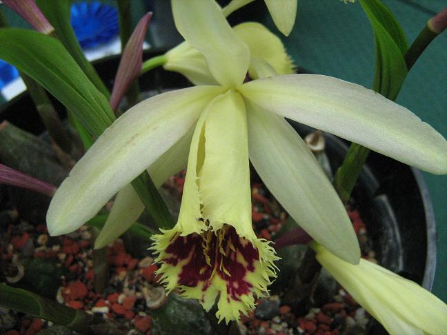 Pleione Shantung 'Ducat'