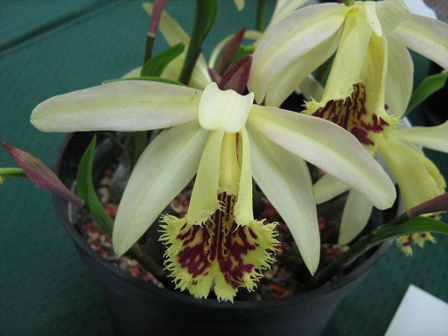 Pleione Shantung 'Ducat'