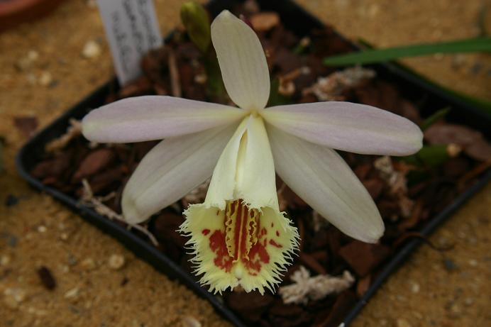 Pleione Shantung 'Muriel Harberd'