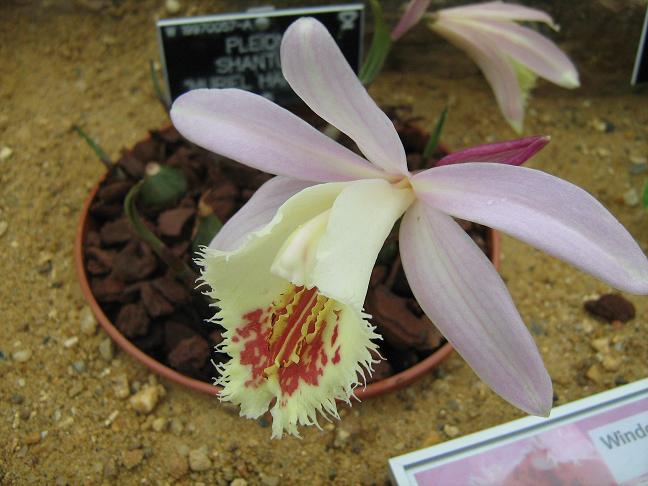 Pleione Shantung 'Muriel Harberd'