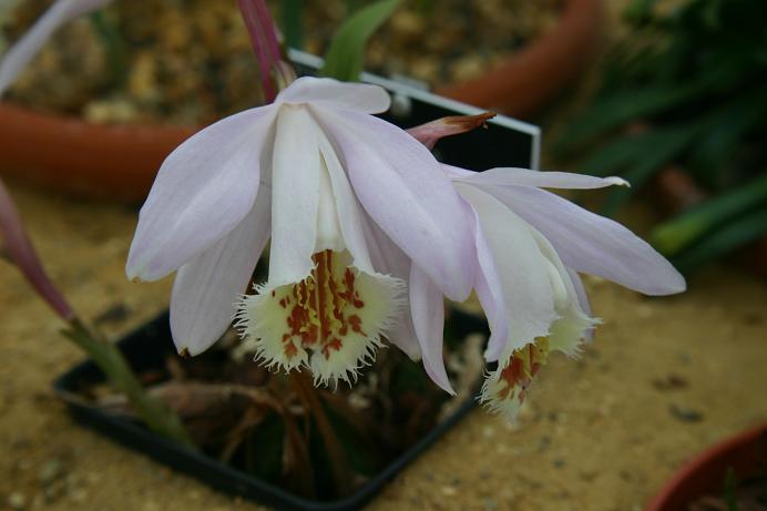 Pleione Shantung 'Silver Anniversary'