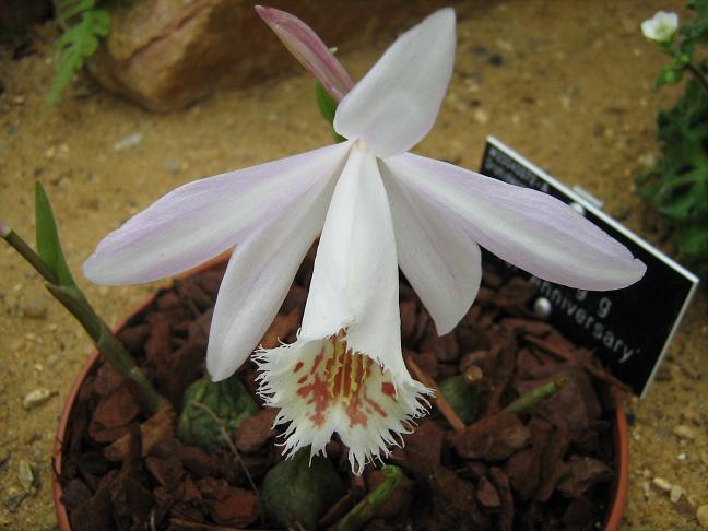 Pleione Shantung 'Silver Anniversary'