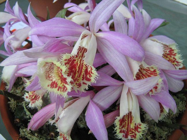 Pleione Soufriere