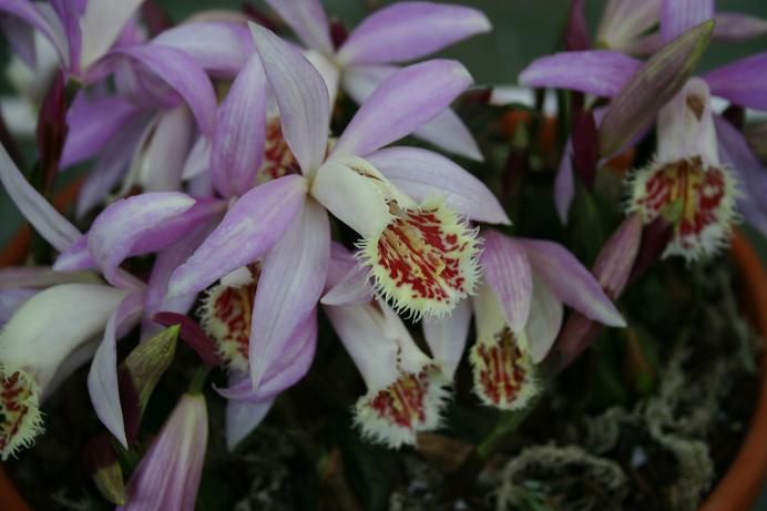 Pleione Soufriere