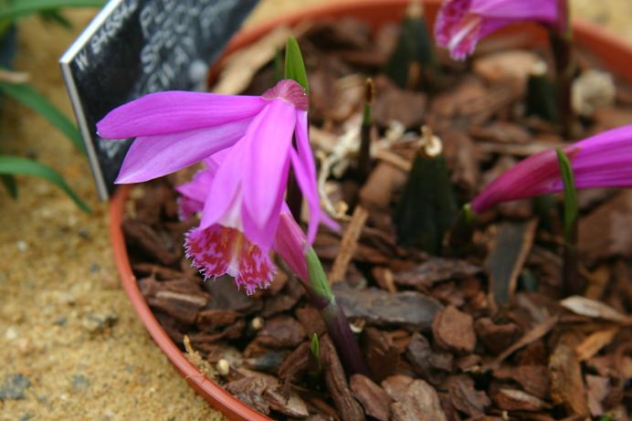 Pleione speciosa 'Blakeway-Phillips'