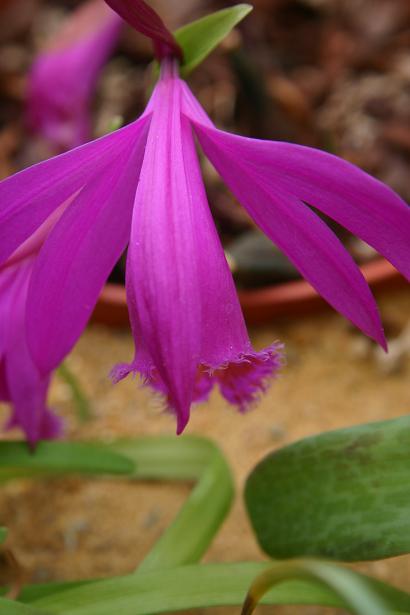 Pleione Tolima 'Moorhen'