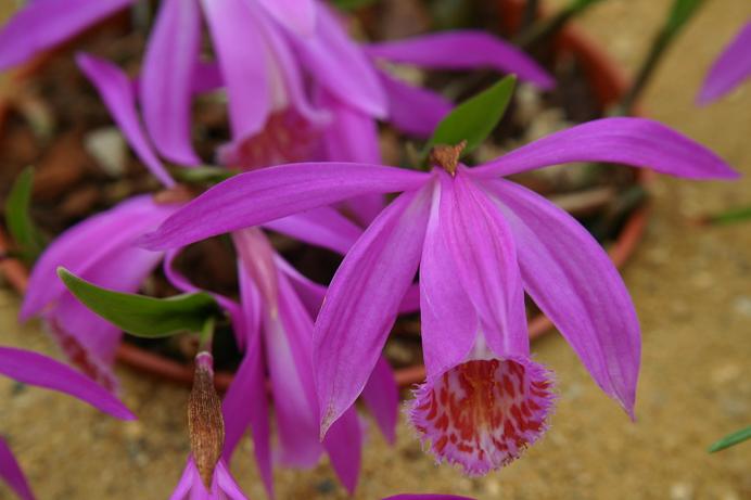 Pleione Tongariro