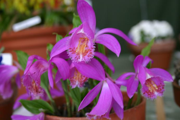 Pleione Tongariro 'Jackdaw'