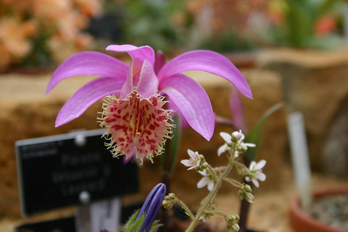 Pleione Vesuvius 'Leopard'