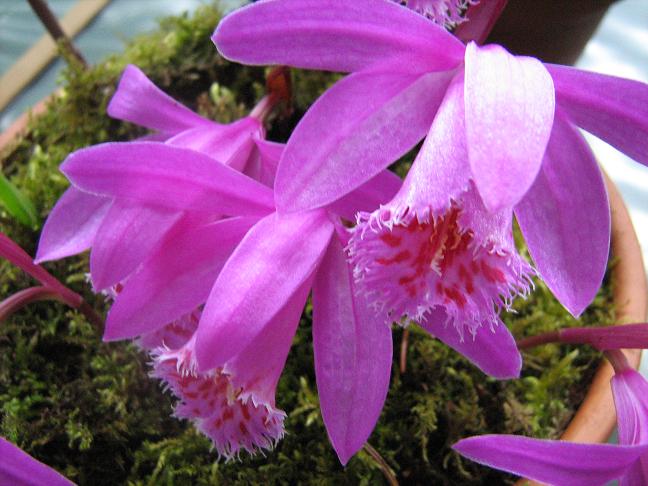 Pleione Volcanello