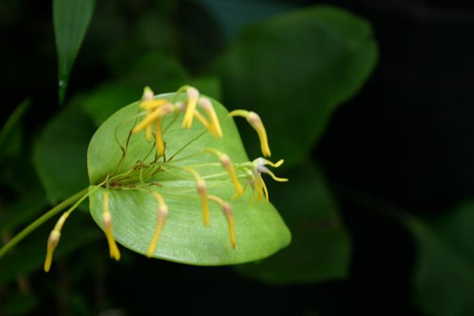 Pleurothallis dunstervillei 