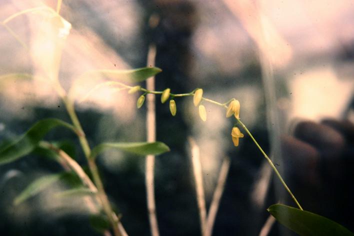 Pleurothallis immersa 