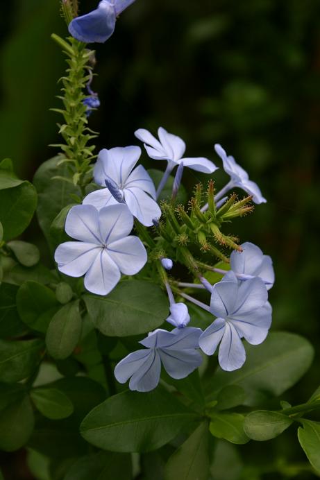 Plumbago auriculata 