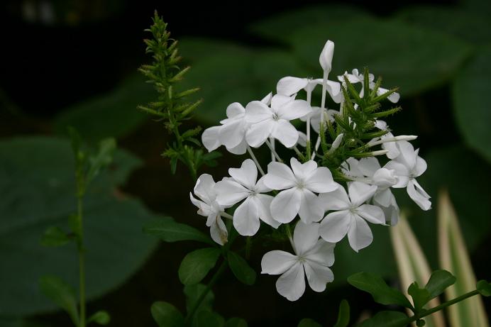 Plumbago auriculata 'Alba' 