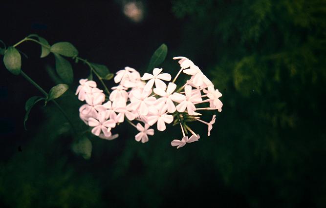 Plumbago auriculata 'Alba' 