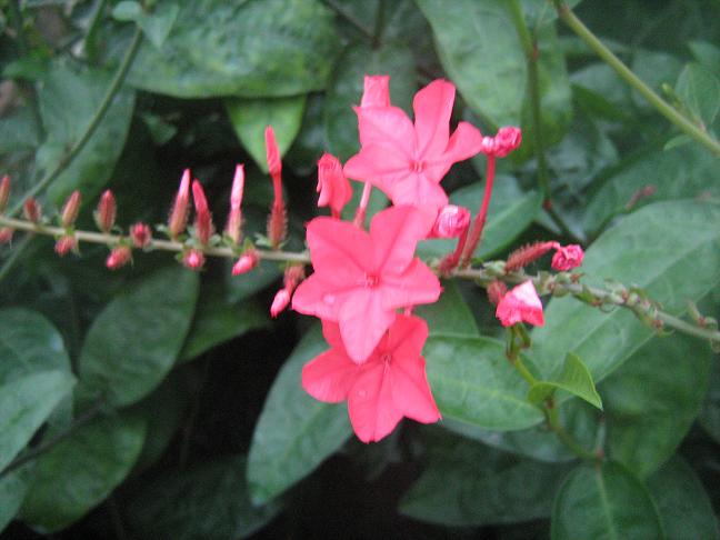 Plumbago indica 