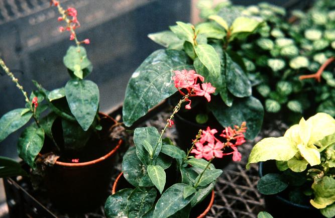 Plumbago rosea 