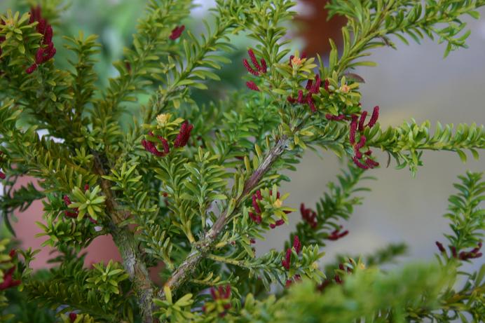 Podocarpus nivalis 'Arthur' 