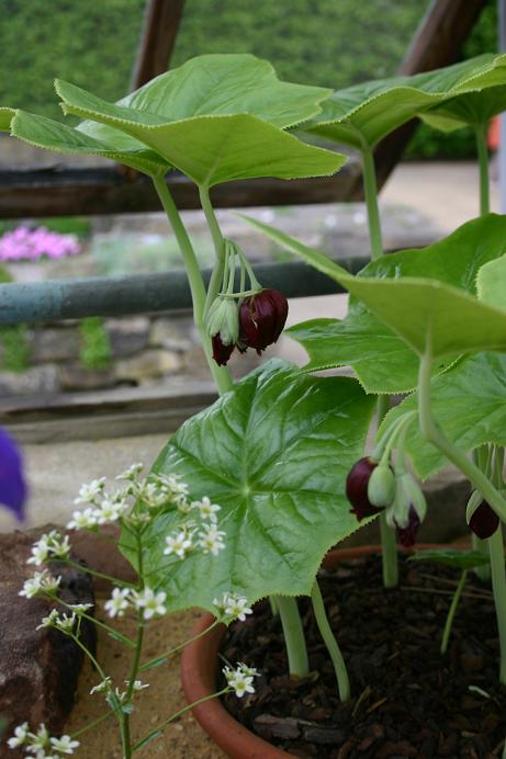 Podophyllum pleianthum 