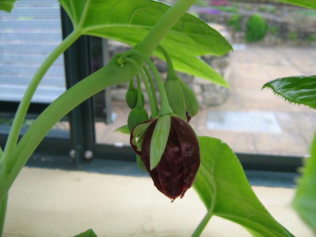 Podophyllum pleianthum 