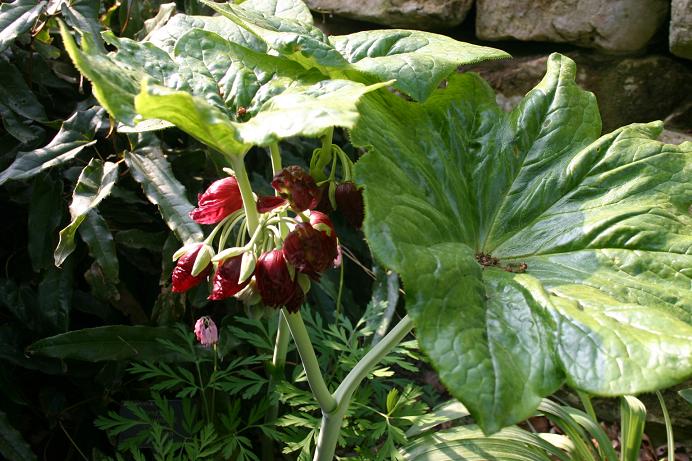 Podophyllum pleianthum 