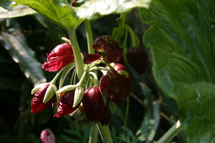 Podophyllum pleianthum 