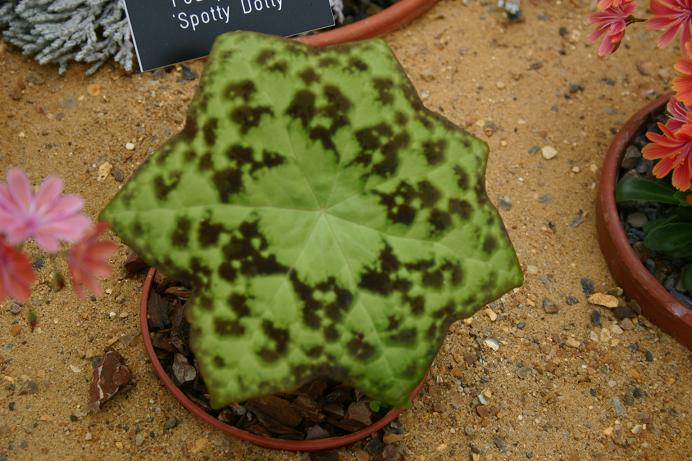 Podophyllum 'Spotty Dotty' 