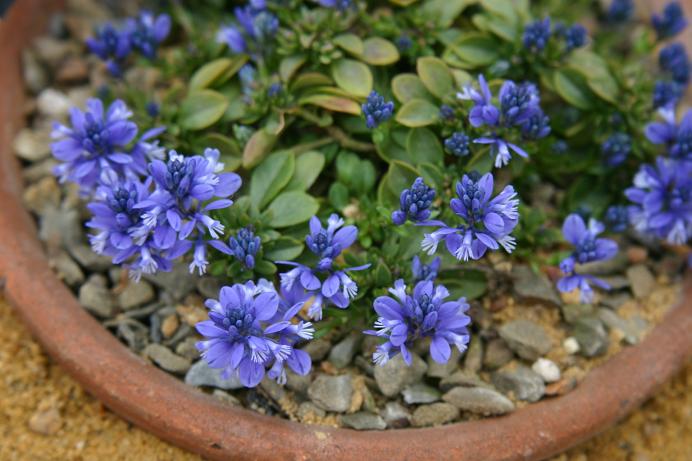 Polygala calcarea 'Lillet' 