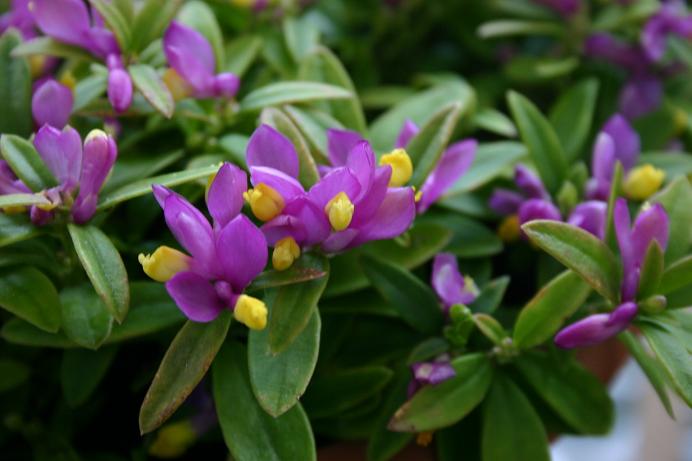 Polygala chamaebuxus 