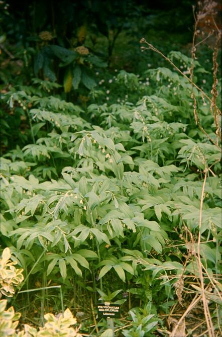 Polygonatum multiflorum 