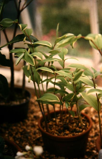 Polygonatum odoratum pluriflorum 'Variegatum' 