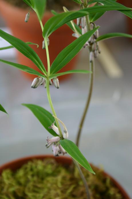 Polygonatum prattii 