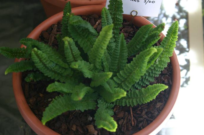 Polystichum lemmonii 