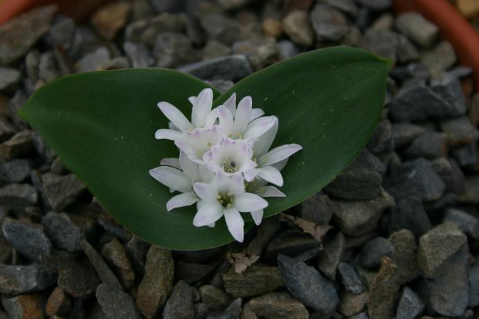 Polyxena ensifolia maughanii 