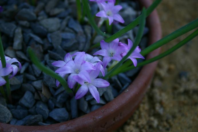 Polyxena pauciflora 