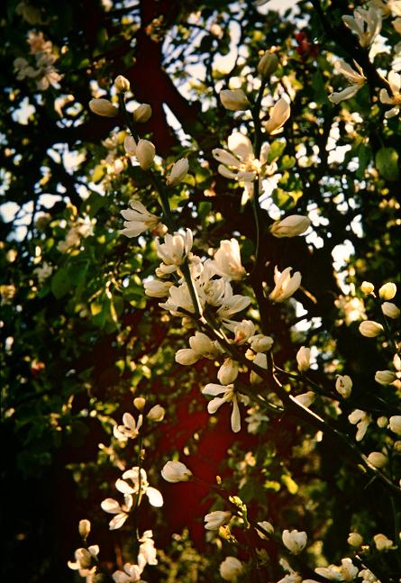 Poncirus trifoliata 