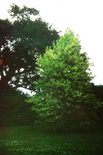 Populus x serotina 'Aurea' 