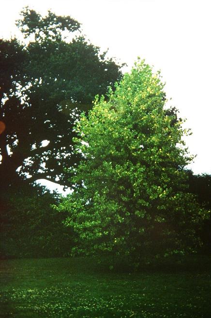 Populus x serotina 'Aurea' 