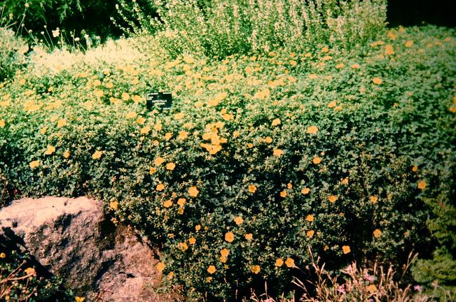 Potentilla ambigua 