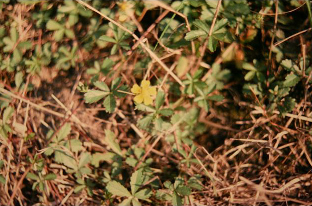 Potentilla anglica 