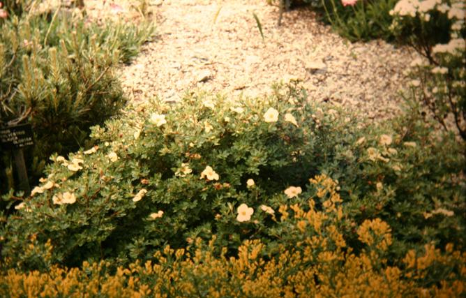 Potentilla fruticosa 'Tilford Cream' 